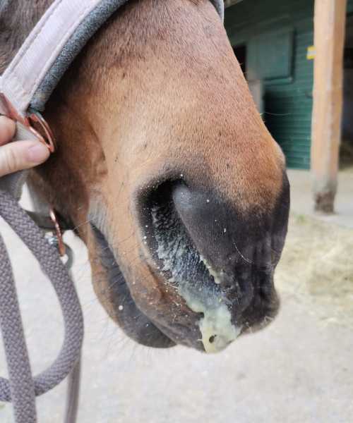 Was ist Equines Asthma (2) Was ist Equines Asthma (2)